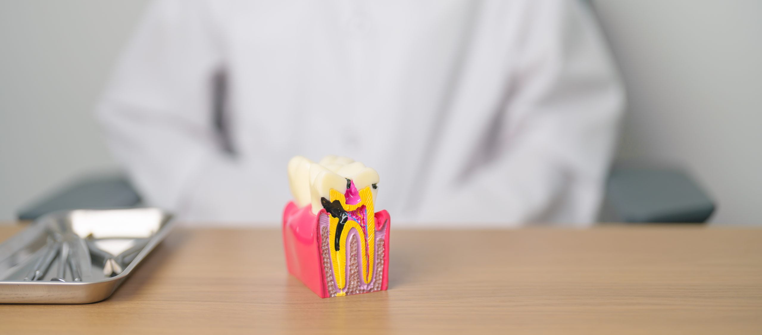 dentist with tooth anatomy model showing tooth decay and root canal problem